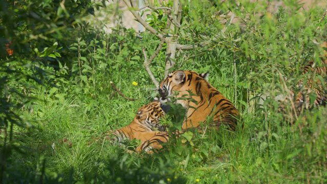 Sumatran tiger cub being groomed and licked with tongue by adult mother in green grass environment