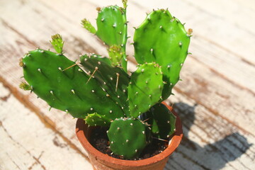 Opuncja Monacantha opuntia kaktus