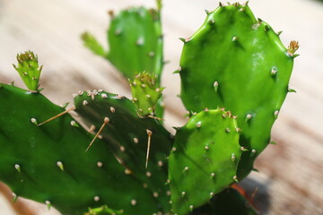 opuncja monacantha