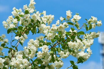 Pfeifenstrauch / Falscher Jasmin (Girandole)