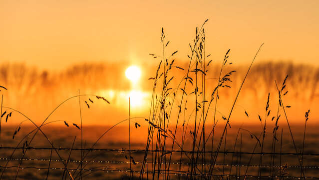 Misty dewy sunrise - Powered by Adobe