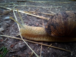 snail on a leaf