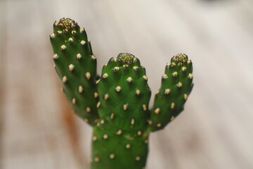 Opuntia Rubescens Consolea kaktus
