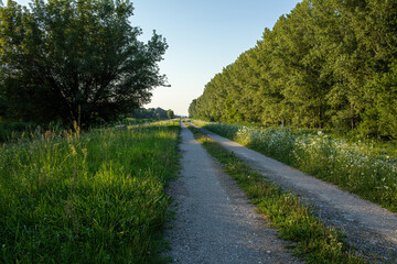 Fototapeta na wymiar Pathway in nature.Summer season.