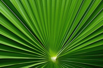 Obraz premium palm leaf background