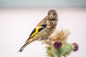 European goldfinch with juvenile plumage, feeding on the seeds of thistles. Carduelis carduelis.