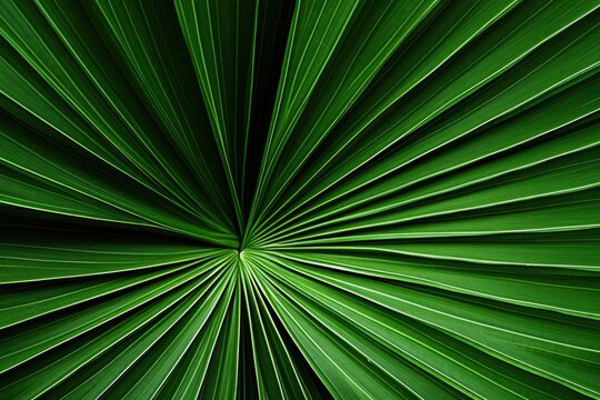 palm leaf background © Veronika