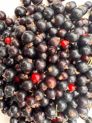 Close up of red currants, the freshly picked delicious small ripe juicy edible fruits harvested from organic country orchard garden fruit bushes in Summer for home made tasty fresh pie baking