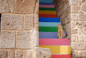 Stray or Feral Cat in Street city of Rhode in Greece. Historic Landmark in Old Town.