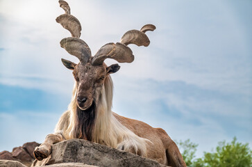Close-up portrait of Markhor, Capra falconeri, wild goat native to Central Asia, Karakoram and the...