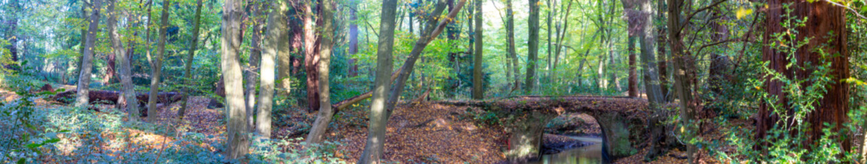 Woodland in Gobions Nature Reserve