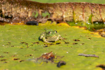 Frog and water lilies in a pond in Zurich in Switzerland