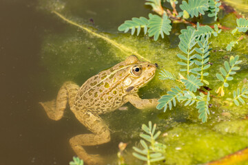 Frog and water lilies in a pond in Zurich in Switzerland