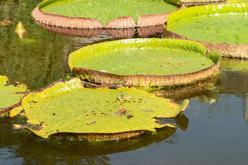 Frog and water lilies in a pond in Zurich in Switzerland