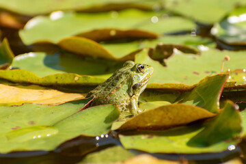 Frog and water lilies in a pond in Zurich in Switzerland