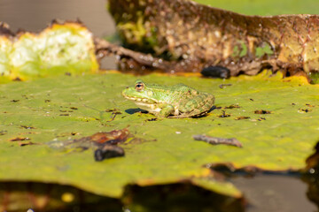 Frog and water lilies in a pond in Zurich in Switzerland