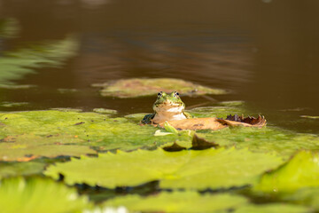 Frog and water lilies in a pond in Zurich in Switzerland