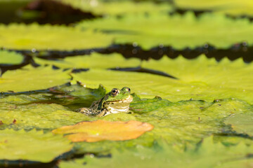 Frog and water lilies in a pond in Zurich in Switzerland