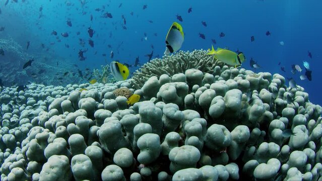 Shot over an intact coral reef with hard corals, soft corals and many tropical fish, WAKATOBI, Indonesia, slow motion, RED 21:9