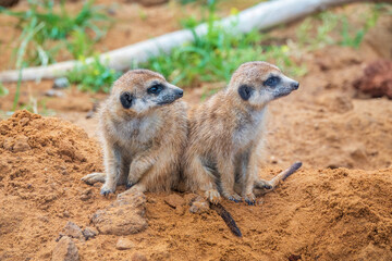 A group of cute meerkats. Meerkat Family are sunbathing.