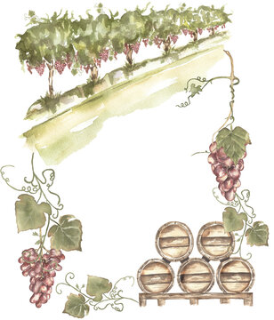 Green grapes field landscape frame illustration, harvest and wine bottle. Watercolor hand painted grapes and wooden barel. Italian vinery concept design. French wine illustration. Harvest clipart.