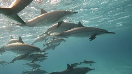 Dolphins playing in the blue water of Red sea. Underwater shot of wild dolphin taking breath. Aquatic marine animals in their natural habitat. Closeup of friendly bottlenose. Wildlife nature