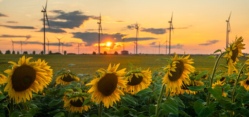 Sunset over a field of flowering sunflowers.Wind farm visible in the background