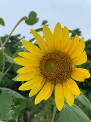 sunflower in the garden