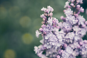 The branches of the double lilac blossomed in full bloom of the petals of purple spring flowers in a flower garden in nature. High quality photo