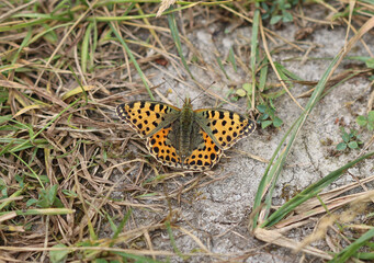Kleiner Perlmuttfalter - Queen of Spain fritillary