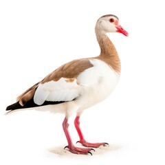 Egyptian goose bird isolated on white. Generative AI