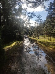 Wet park path with sun reflections in Palanga botanic park