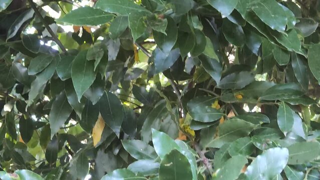 La pianta di alloro in estate