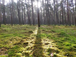 Forest with moss and sun shafts