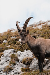 mountain goat on a rock in the mountains