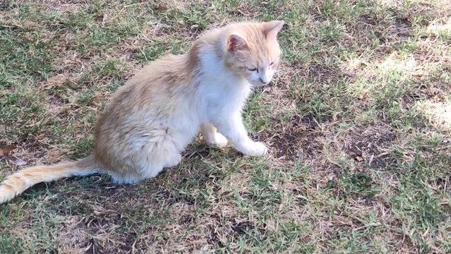 Gli occhi del gatto