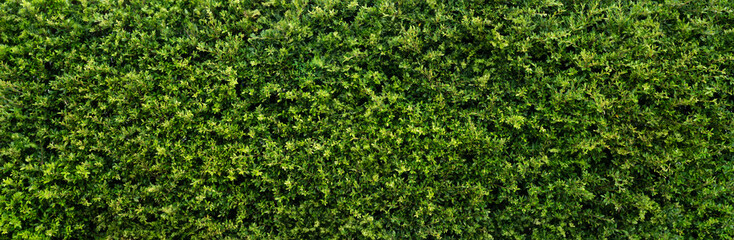 Green grass wall,green leaf texture,natural green backdrop, fresh green leaves background. small...