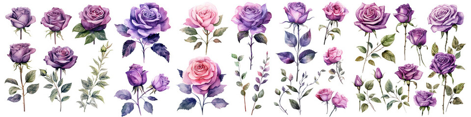 Set of Rose decorate watercolor collection of hand drawn, Rose purple color, Rose elegant watercolor illustration , Rose isolated transparent background, PNG.
