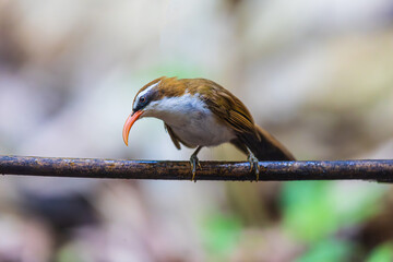 Beautiful  Red-billed Scimitar-Babbler  bird on the branches.