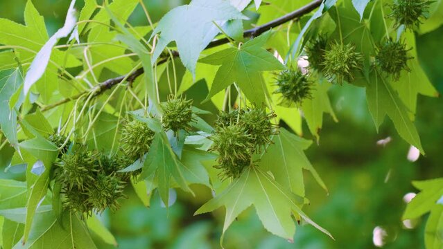 American sweetgum tree branch (Liquidambar styraciflua) with spiked gumball fruit cluse up.