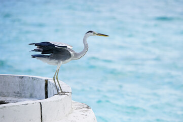 Grey Heron landing