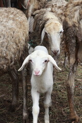 Naklejka na ściany i meble Indonesian goats on the farm. A well-groomed goat without horns. Yellowish white goat. java goat