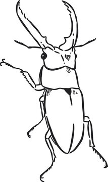 Beetle bug illustration 3
