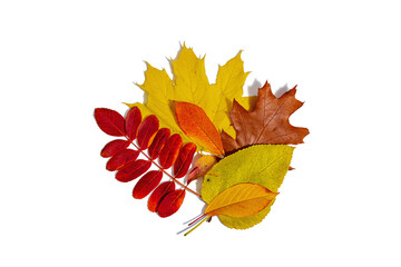 Bright assorted autumn leaves isolated on white background. Fall maple, oak and rowan tree leaves