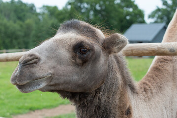 Obraz premium gray brown camel in an outdoor park in the middle of summer
