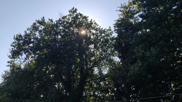Il sole dietro la grande quercia in estate
