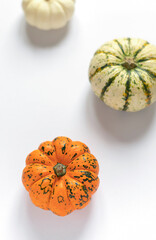 Different colorful pumpkins on the white background. Halloween or Thanksgiving concept close up