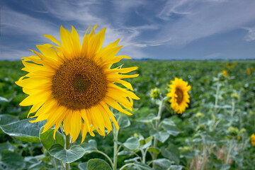 Sunflower flowers against the background of a growing field of sunflowers, in summer with a blue sky and a white background of cirrus clouds, Ukraine landscape