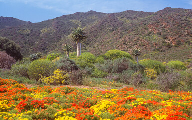 The Karoo Desert National Botanical Garden