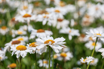 Fototapeta premium daisies in the field